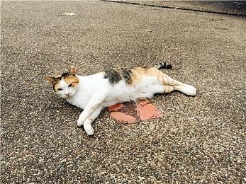 多人游戏《生化危机Re：Verse》即将在6月底停服