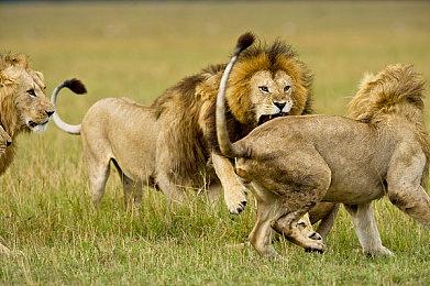 32款D加密游戏与英特尔12代 CPU存在兼容性问题